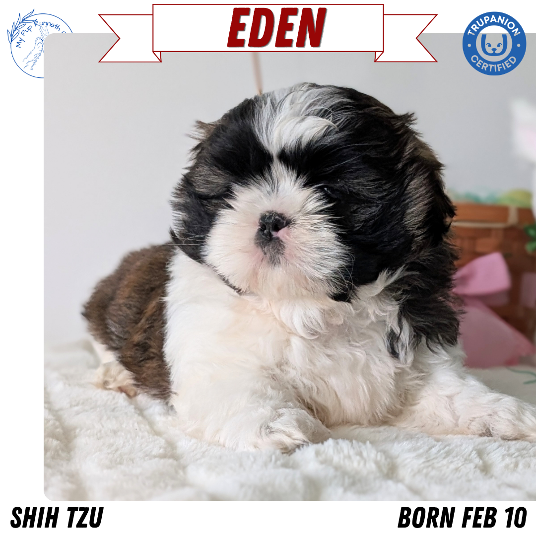 SHIH TZU (FEB 10) FEMALES