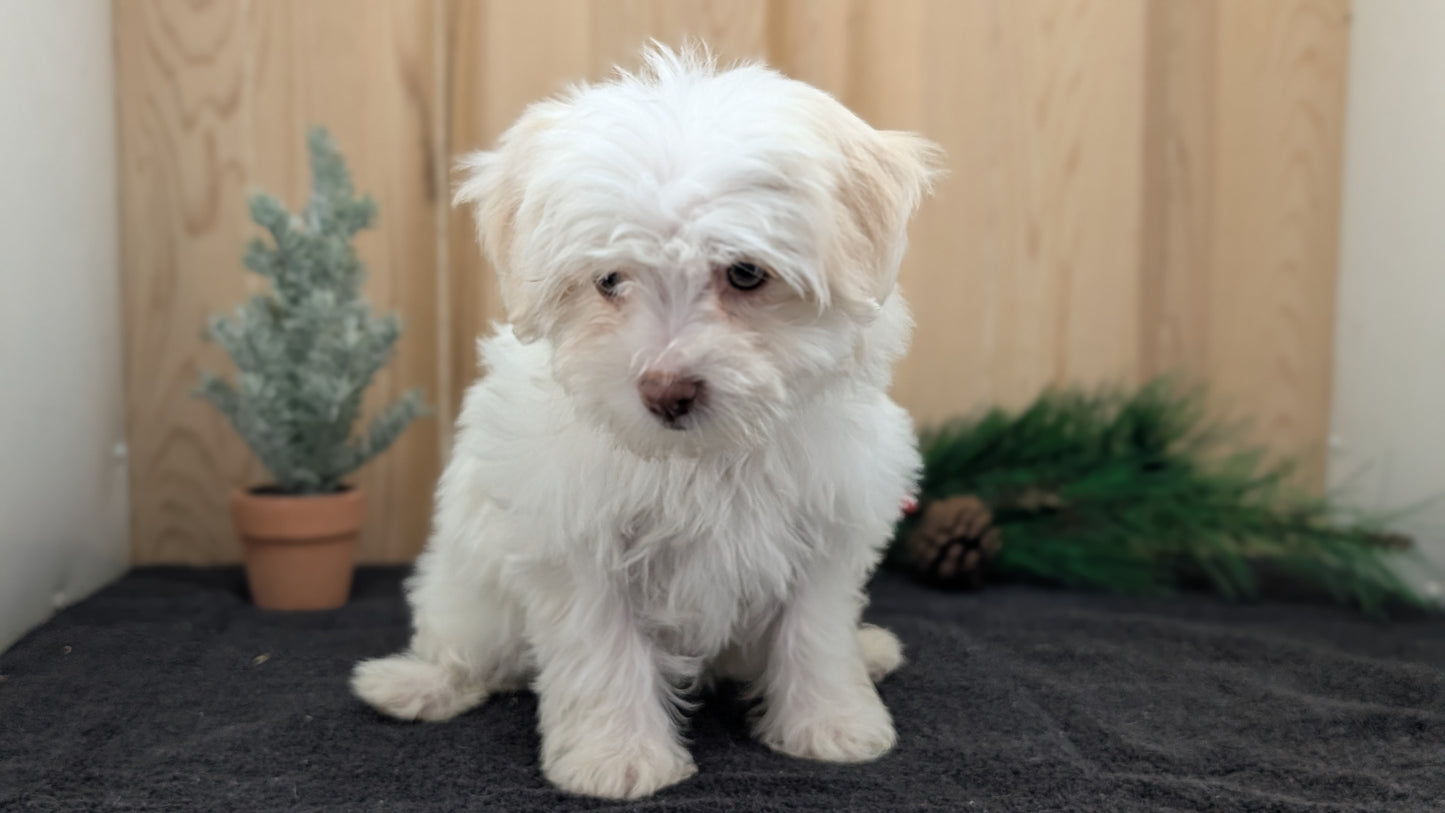 HAVANESE (09/13) FEMALE