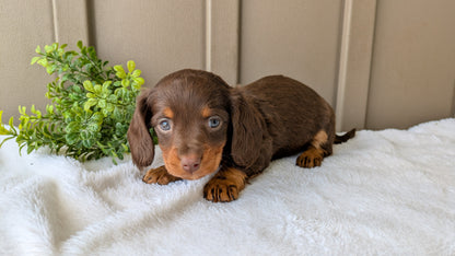 MINI DACHSHUND (02/21) FEMALE