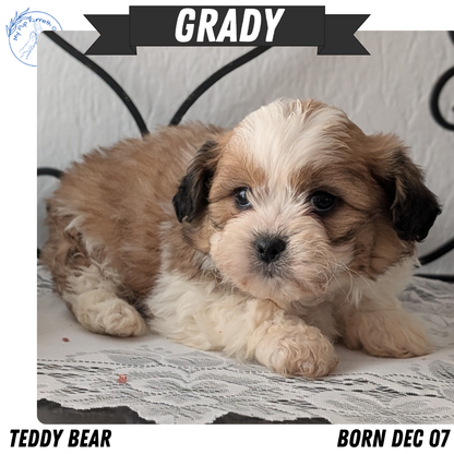 TEDDY BEAR (DEC 07) MALE