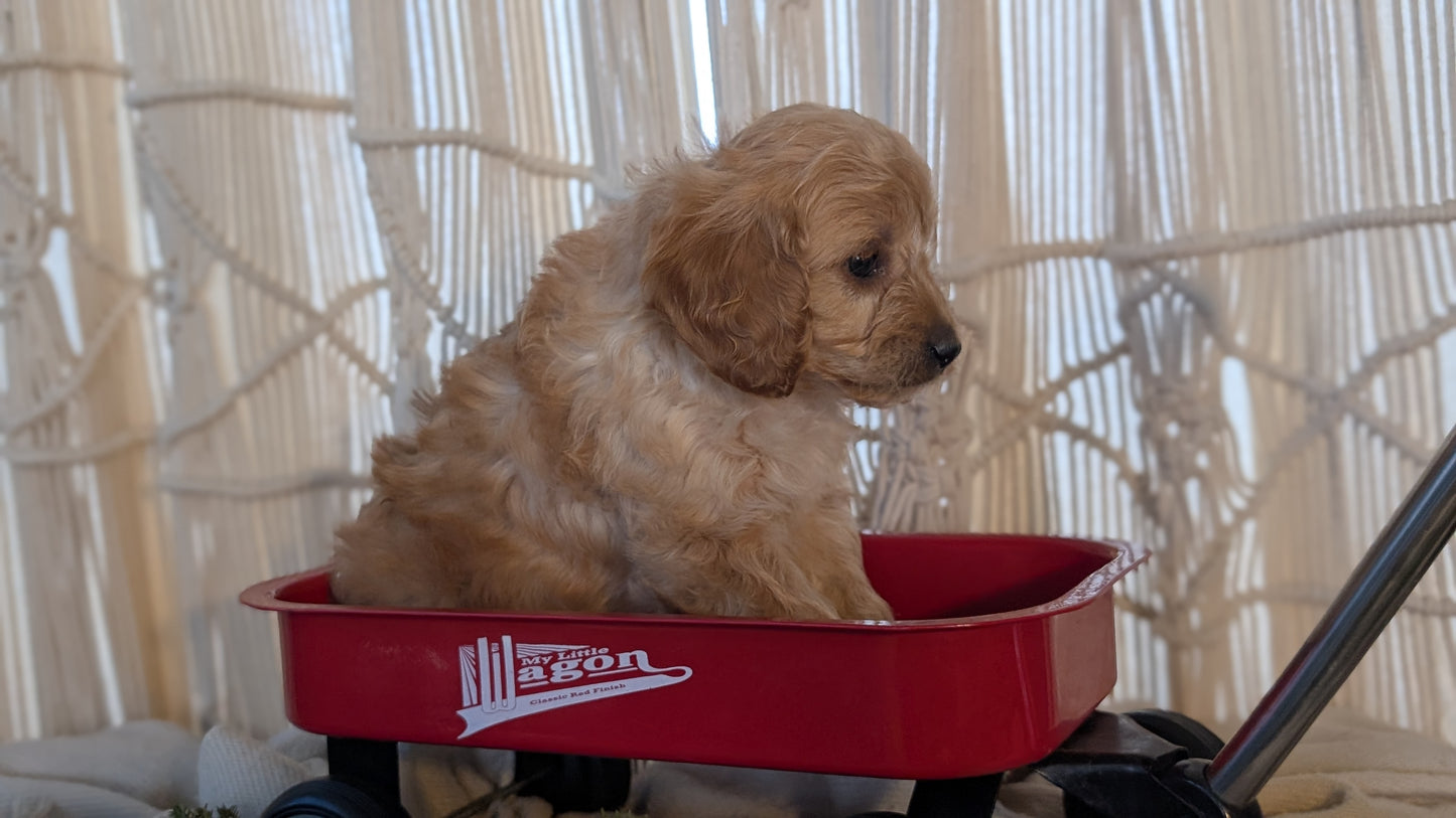CAVAPOO (NOV 17) MALES