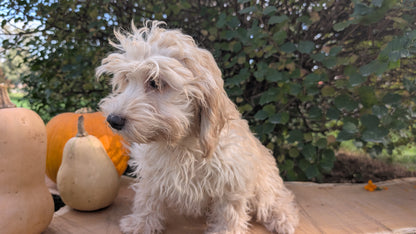 CAVAPOO (05/23) FEMALE