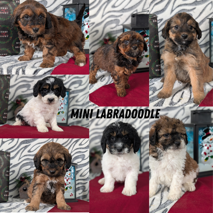 MINI LABRADOODLE (OCT 20) FEMALES