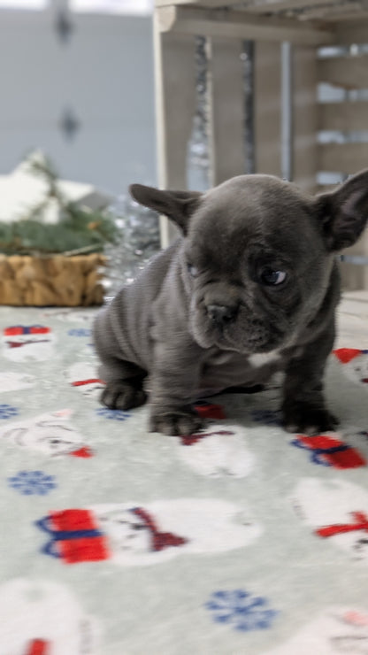 FRENCH BULLDOG (11/07) MALE