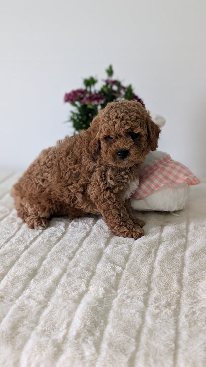 MINI GOLDENDOODLE (MAR 13) MALE