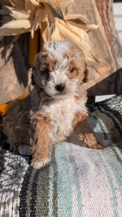 CAVAPOO (OCT 02) MALES