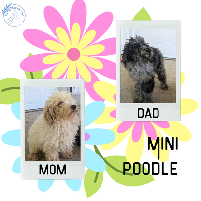 MINI POODLE (04/27) FEMALE