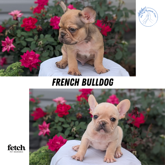 FRENCH BULLDOG (JUN 26) 2 MALES