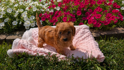 CAVAPOO (06/19) FEMALE