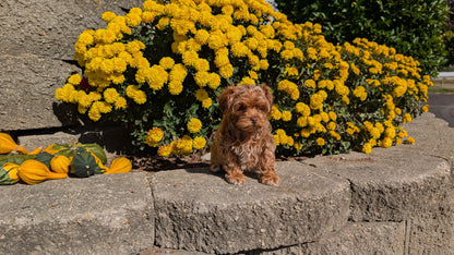 COCKAPOO (08/03) FEMALE