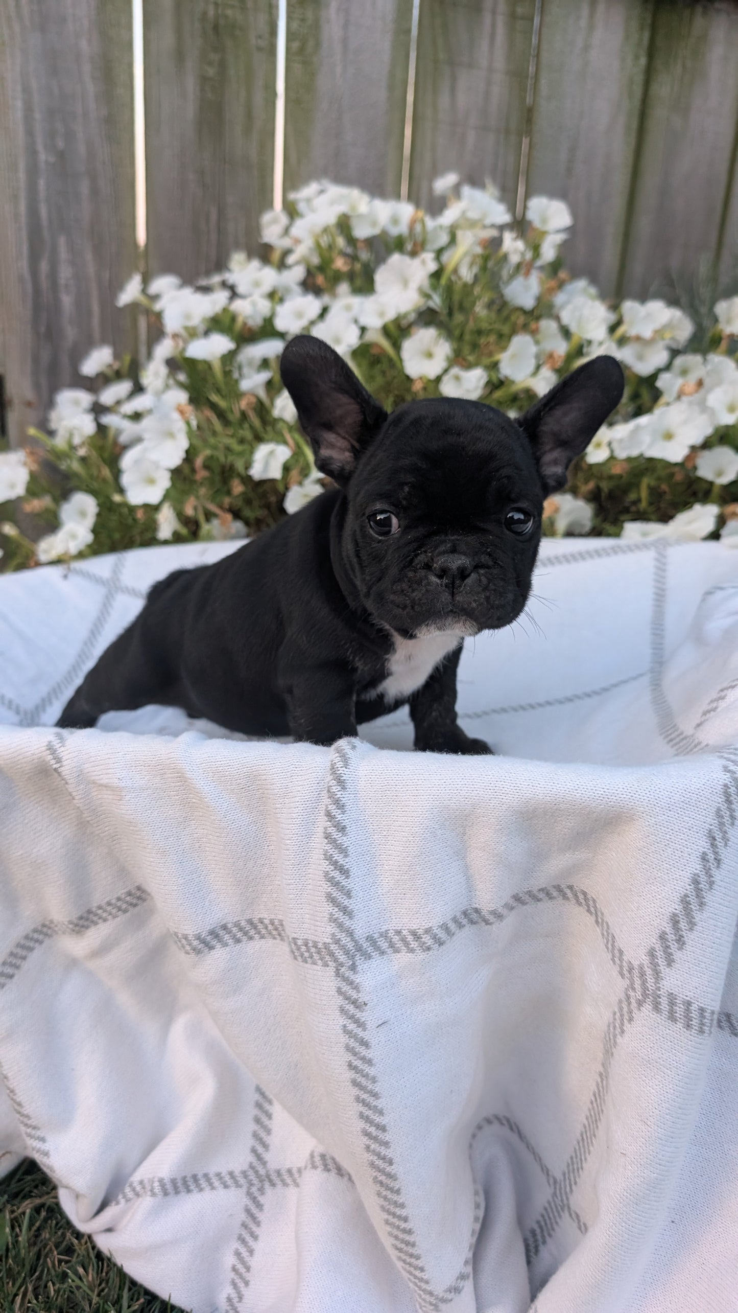FRENCH BULLDOG (07/15) MALE