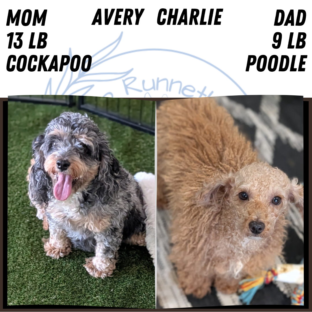 COCKAPOO (MAY 13) MALES