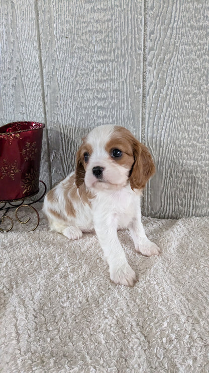 CAVALIER (09/12) MALE
