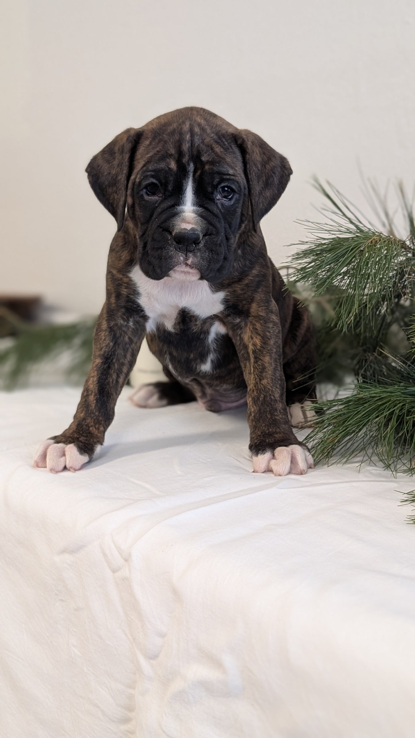BOXER (DEC 04) MALES