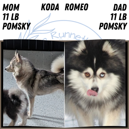 POMSKY (JUL 03) 1 MALE/3 FEMALES