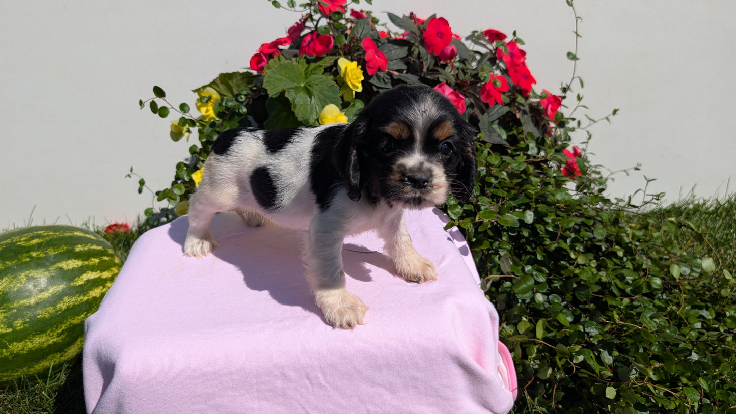 COCKER SPANIEL (07/16) FEMALE