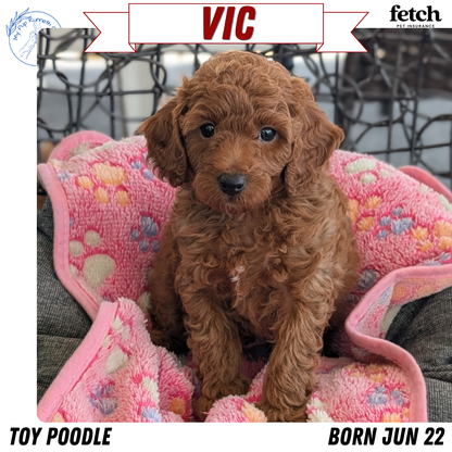 TOY POODLE (JUN 22) MALES