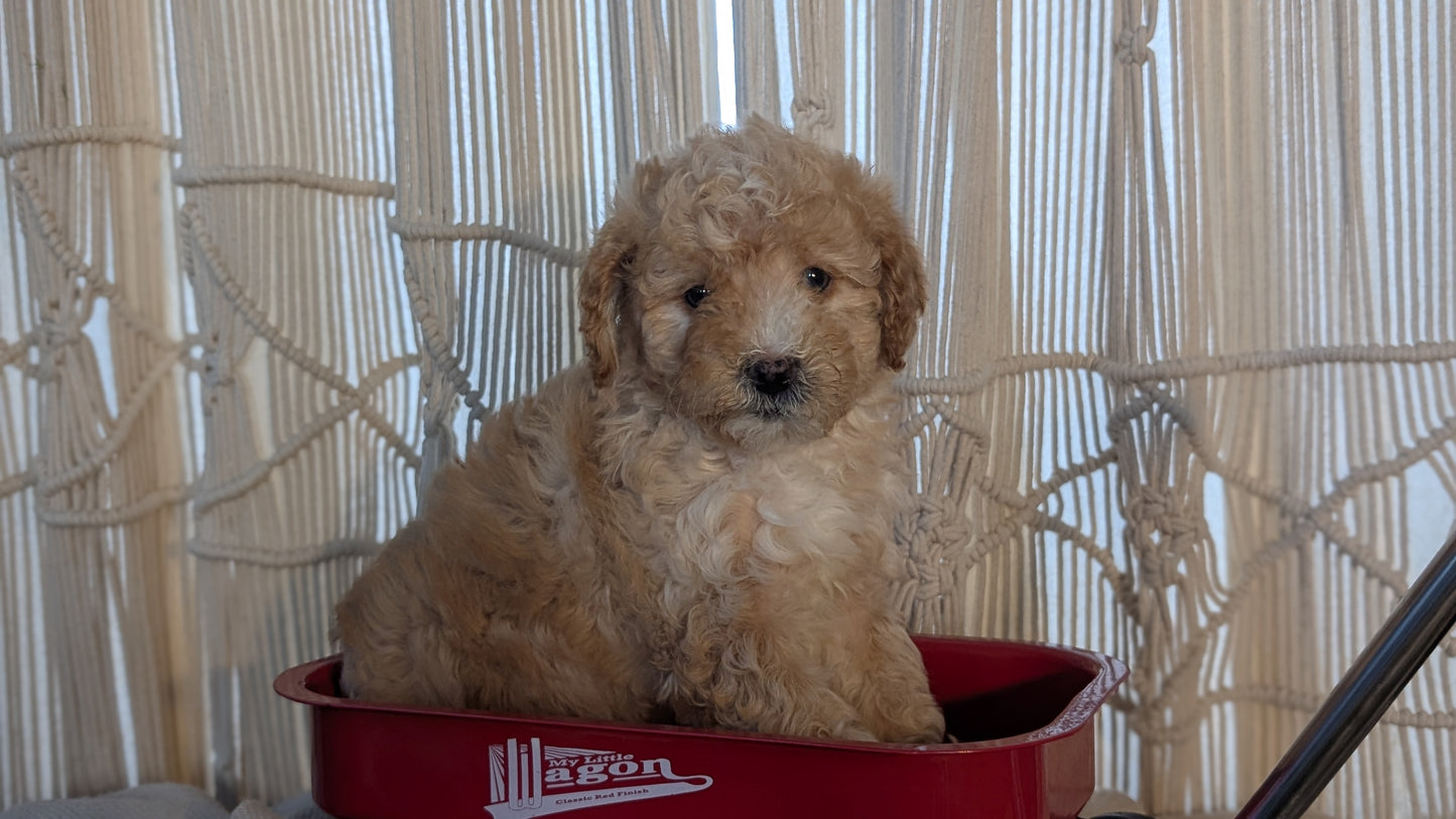 CAVAPOO (NOV 17) MALES