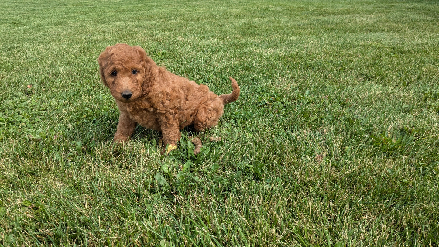 IRISH DOODLE (07/06) FEMALE