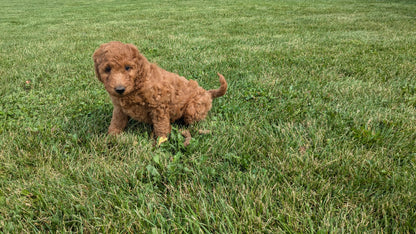 IRISH DOODLE (07/06) FEMALE