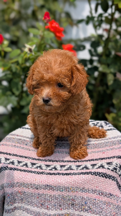 TOY POODLE (05/31) FEMALE