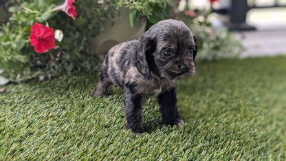 COCKER SPANIEL (07/24) FEMALE