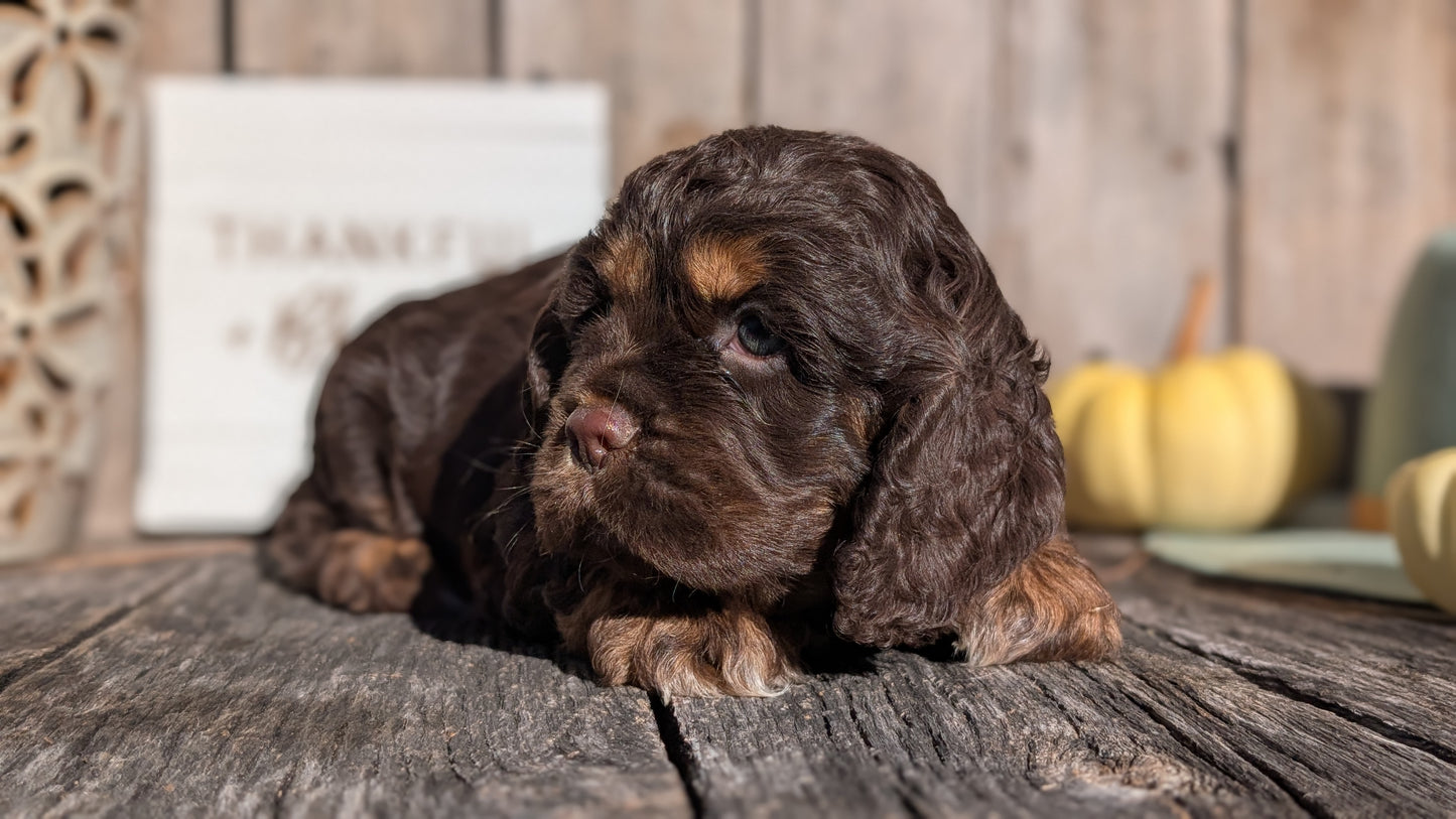 COCKER SPANIEL (09/21) MALE