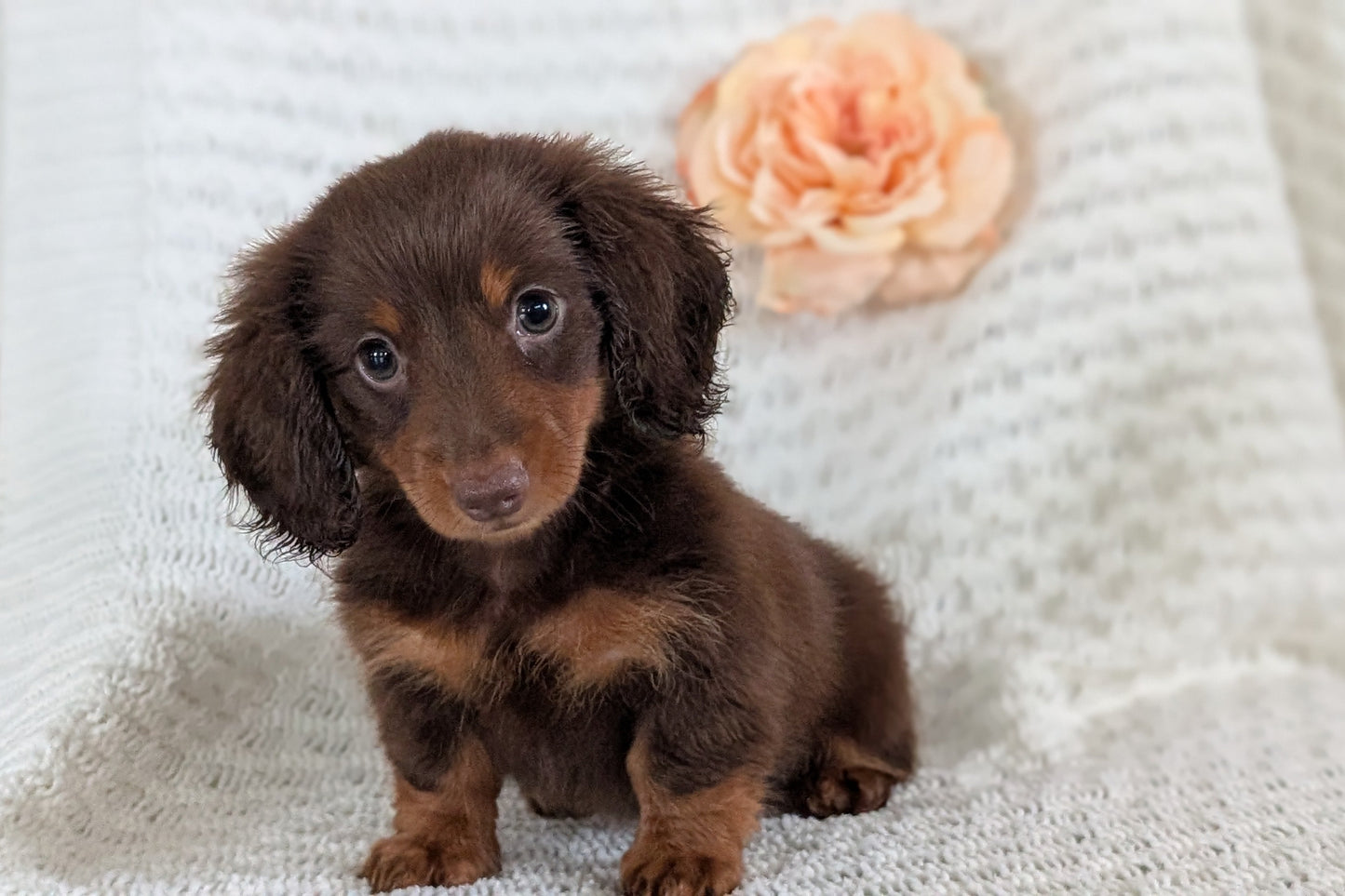 MINI DACHSHUND (MAY 13) MALE