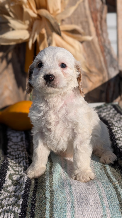 CAVAPOO (OCT 02) MALES
