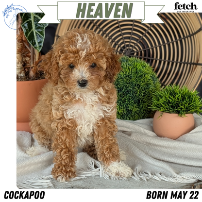 COCKAPOO (MAY 22) FEMALES