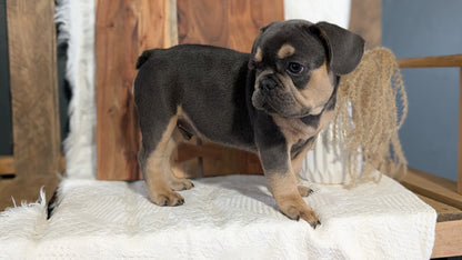 FRENCH BULLDOG (05/23) MALE
