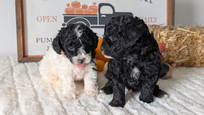 MINI POODLE (09/12) FEMALE