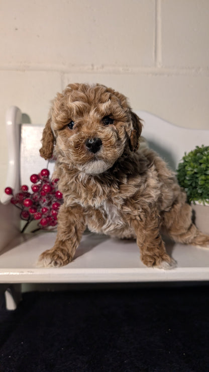 MINI POODLE (NOV 18) MALES