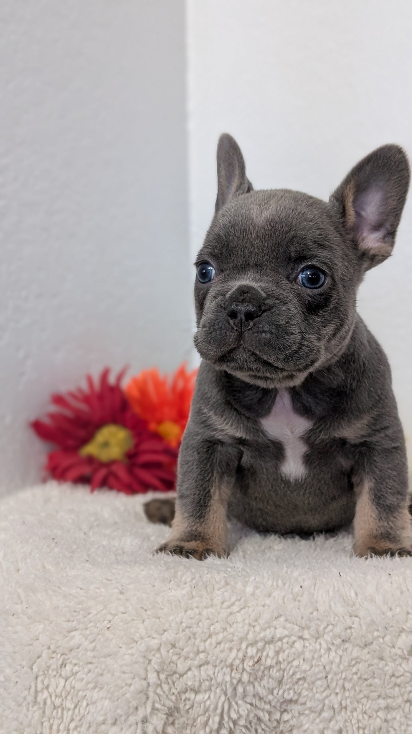FRENCH BULLDOG (FEB 21) MALES