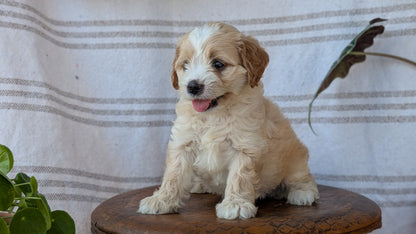 CAVAPOO (MAY 23) FEMALES