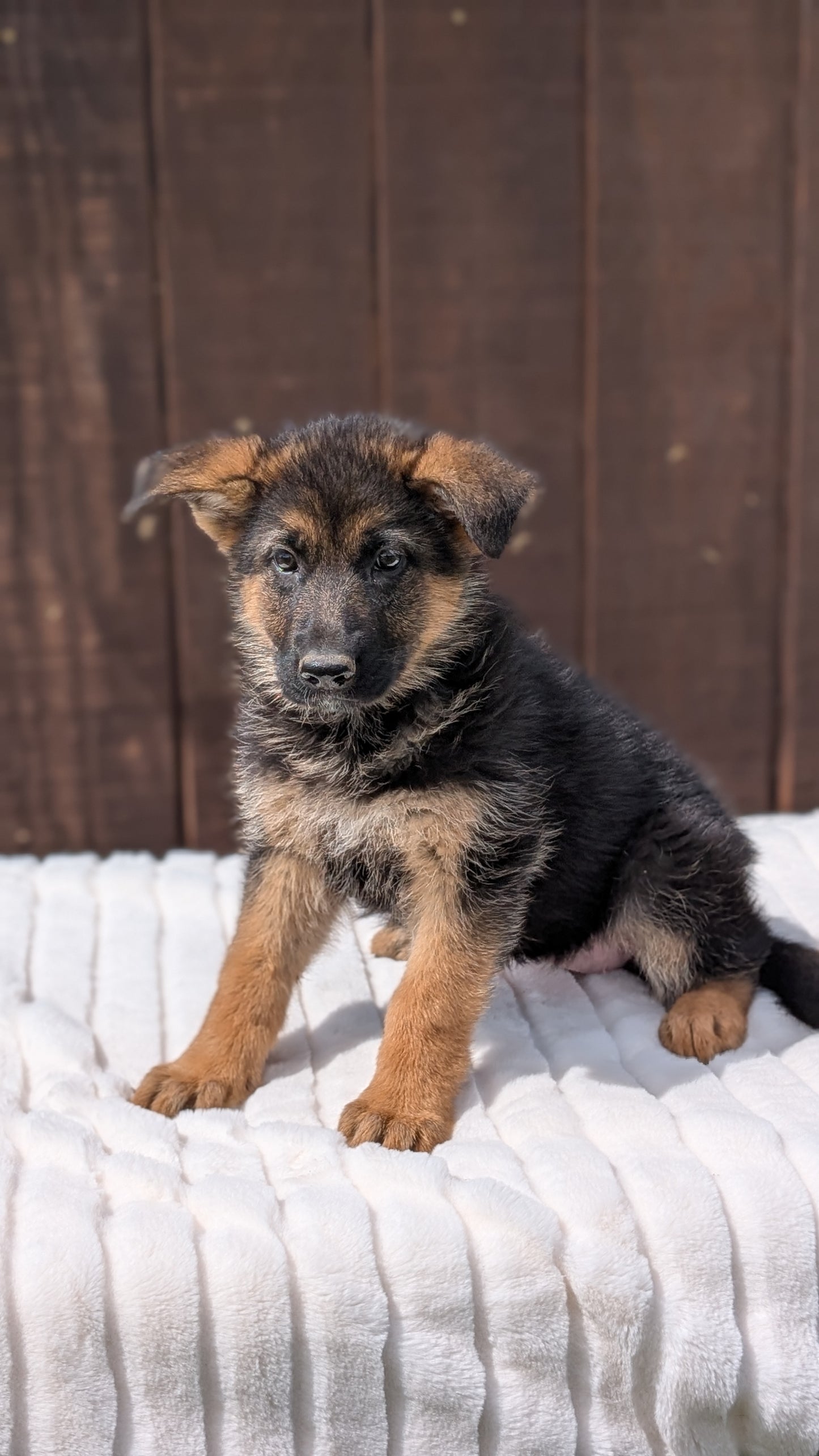 GERMAN SHEPHERD (MAR 28) FEMALE