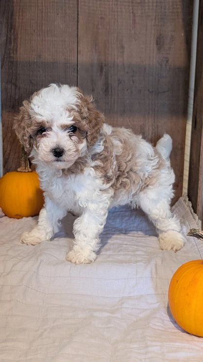 MINI POODLE (AUG 06) 5 FEMALES