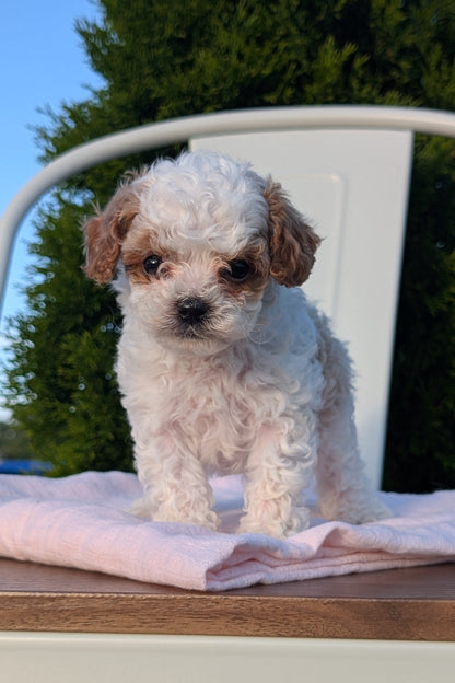 CAVAPOO (MAY 09) MALES