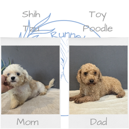 SHIH-POO (06/25) FEMALE