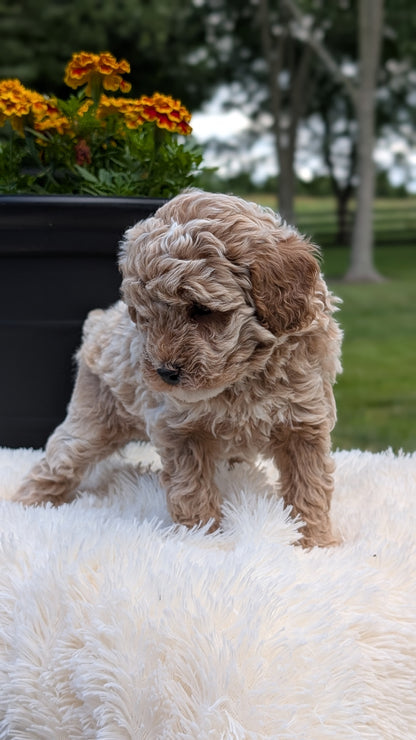 MINI POODLE (MAY 12) MALES