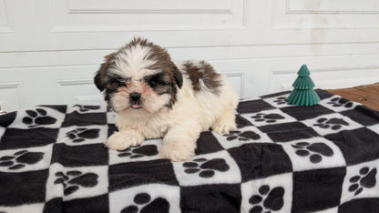 SHIH TZU (NOV 15) FEMALES