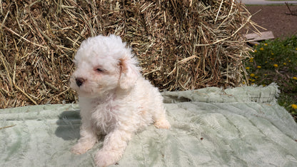 MINI POODLE (03/18) MALE