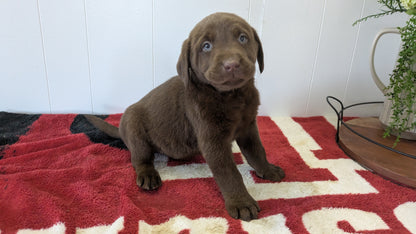 LABRADOR RETRIEVER (11/03) MALE