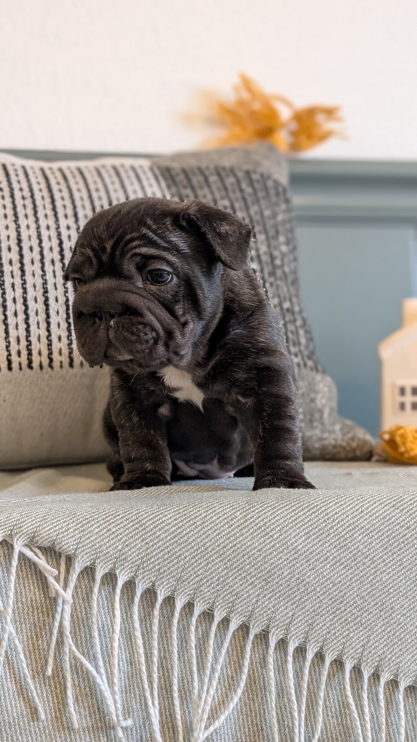 FRENCH BULLDOG (JAN 09) FEMALES