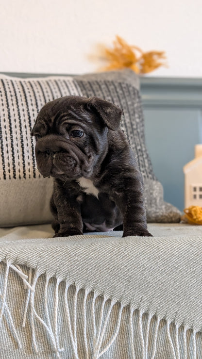 FRENCH BULLDOG (JAN 09) FEMALES