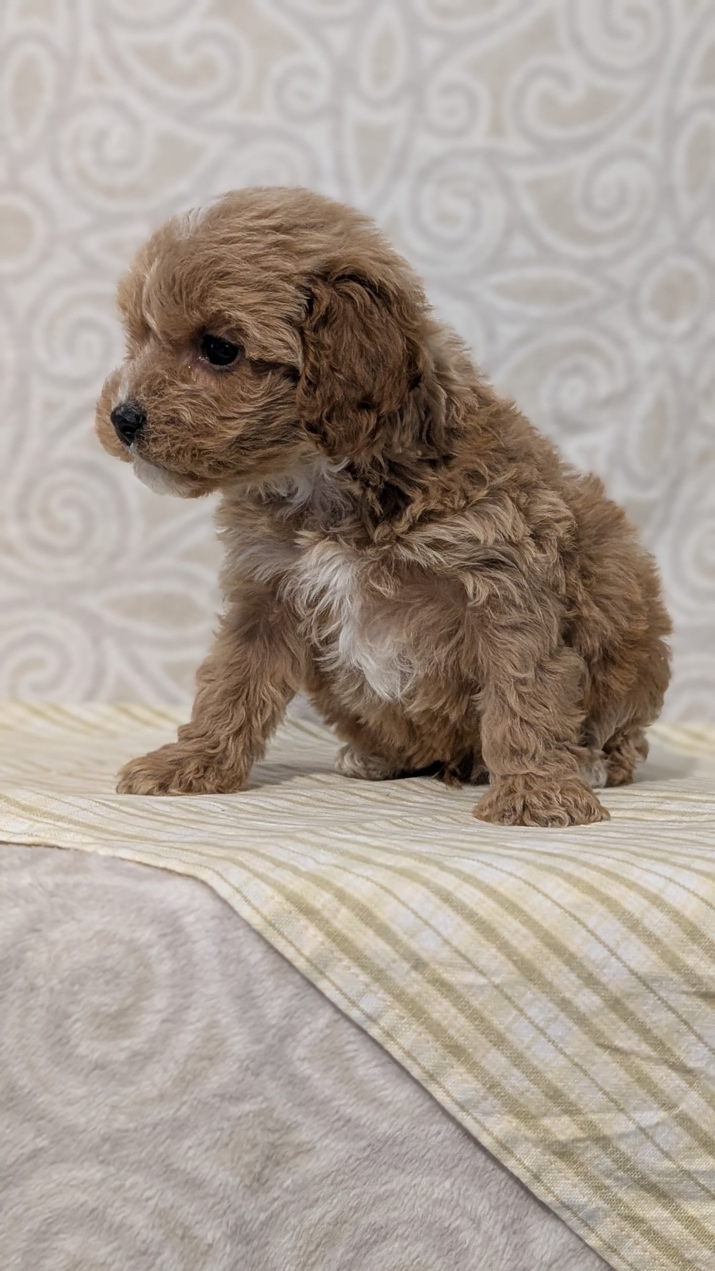 CAVAPOO (JAN 29) MALES