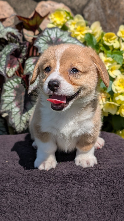 CORGI (JUL 13) 2 FEMALES/3 MALES