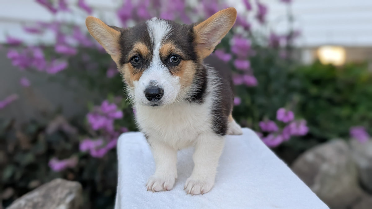 CORGI (JUN 08) FEMALES