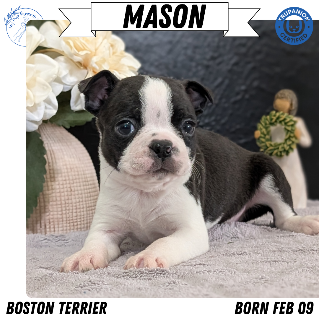 BOSTON TERRIER (FEB 09) MALES