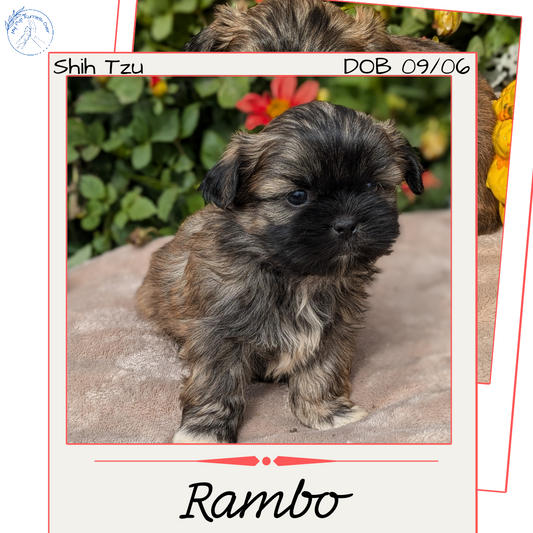 SHIH TZU (09/06) MALE